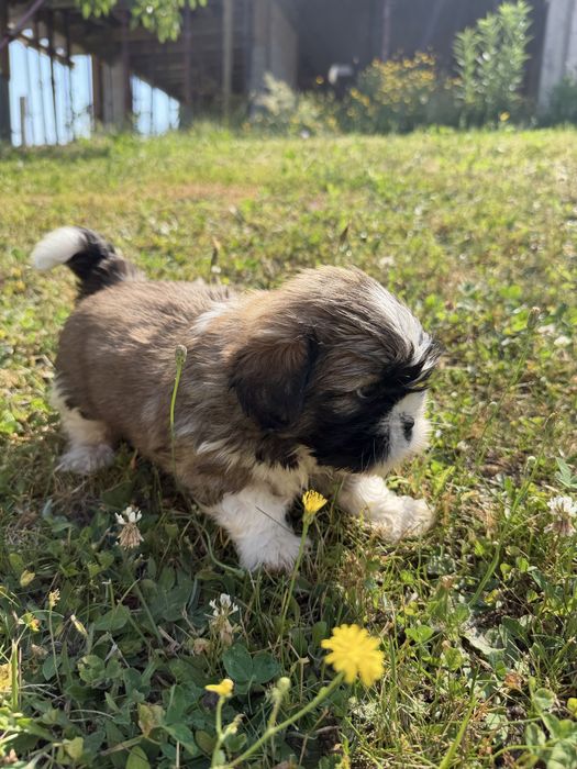 Shih-Tzu piękny piesek gotowy do odbioru !