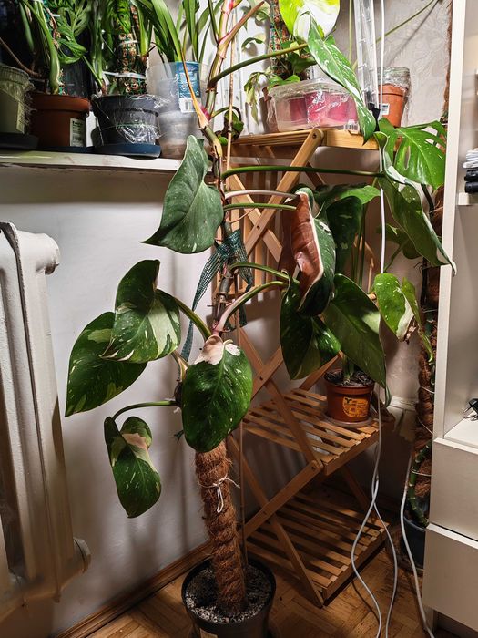 Filodendron White princess