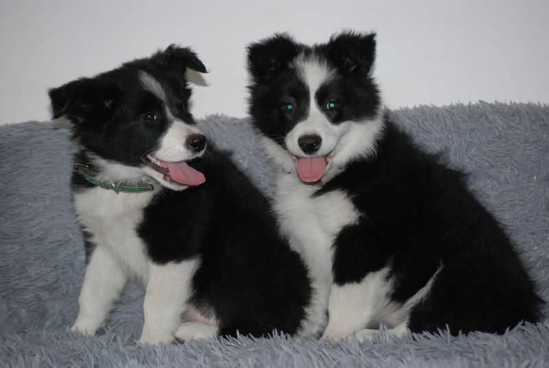 Suczka Border Collie gotowe do odbioru /Czarno -biała