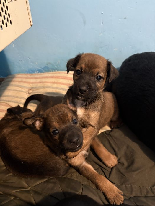 Собачки в добрі руки