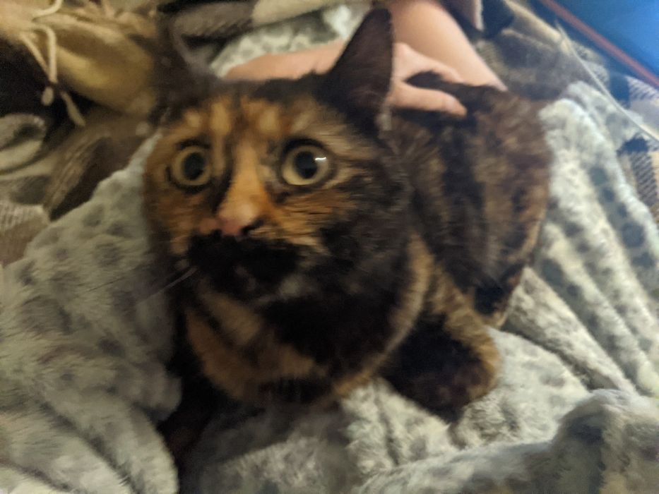 Котик Нана 7 місяців дівчинка