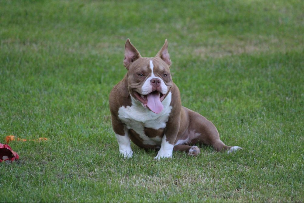 American bully suczka 6 miesiecy niski pocket