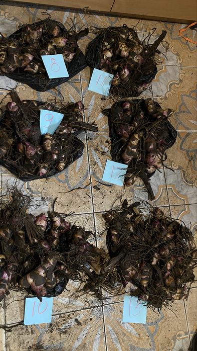 АКЦИЯ 10шт=250грн Канны клубни канн цветы квіти