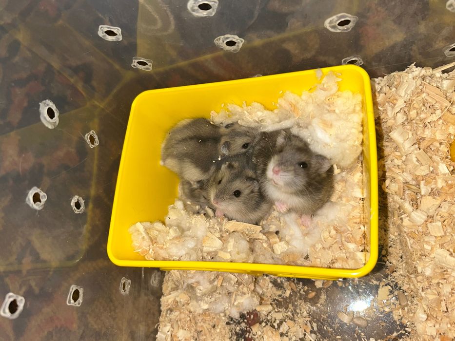 Продам хомʼячків