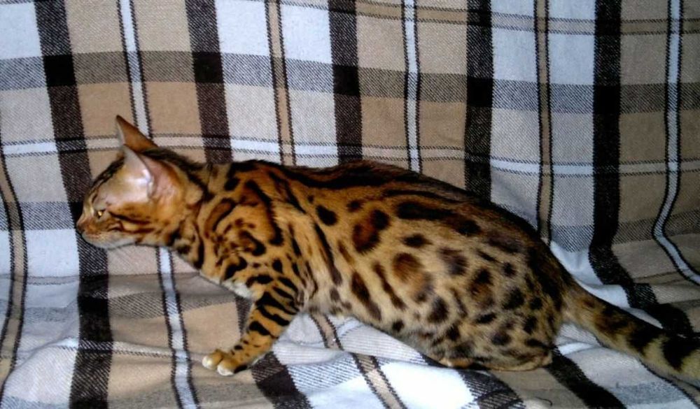 Яскрава BENn24 бенгальська F9 ALK для люблячої котів родини