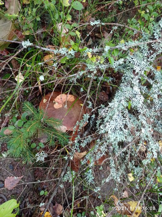 Сушені гриби,підберезник,підосисиновик, сушеные грибы,з карпат