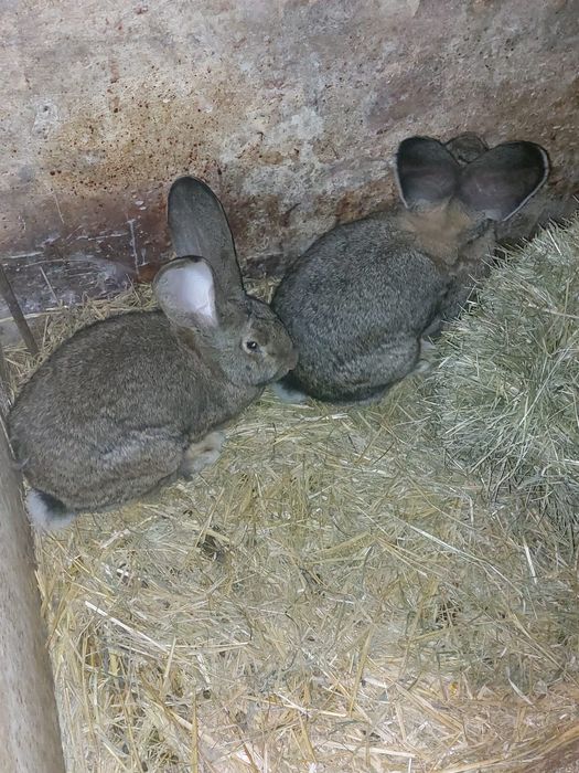 Samice belga olbrzyma