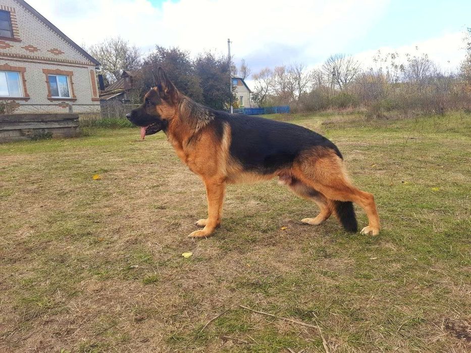 Кобель для вязки