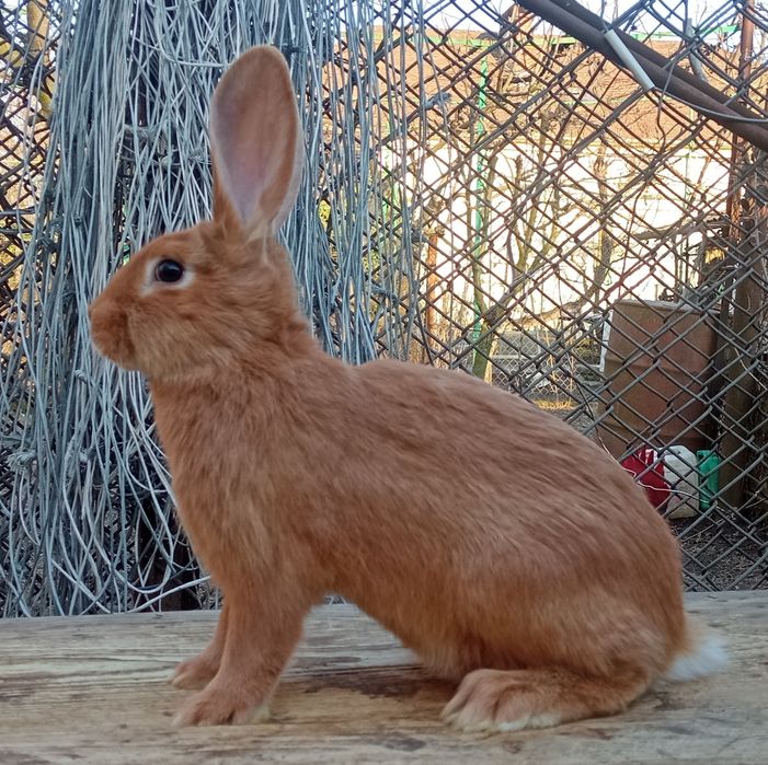 Молодь бургундії.