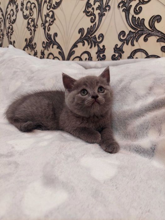 Предлагаются к брони/продаже плюшевые котята ..
