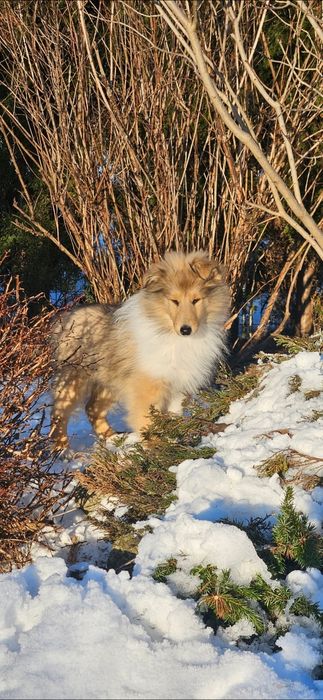Owczarek szkocki długowłosy piesek szczeniak