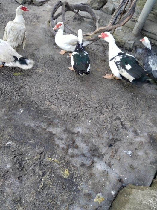 Продам качок мускустних індокачки