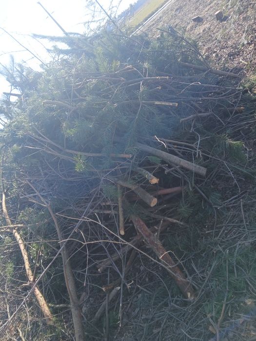 Oddam gałęzie za darmo