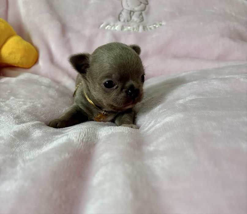 Chihuahua piękny   malutki piesek
