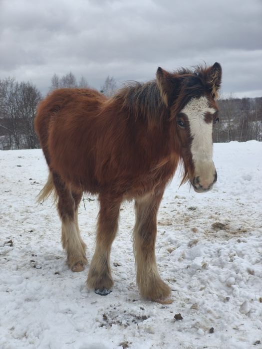 Solaris - ogierek irish cob 2025