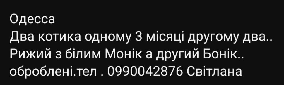 Отдам даром в добрые руки котят