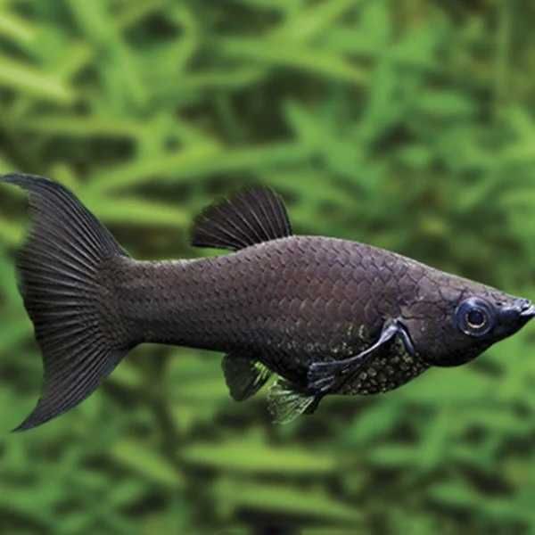 Molinezja ostrousta lirowa czarna - Poecilia sphenops - dowóz