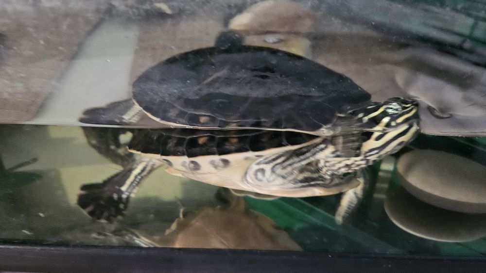 Aquário com tartarugas