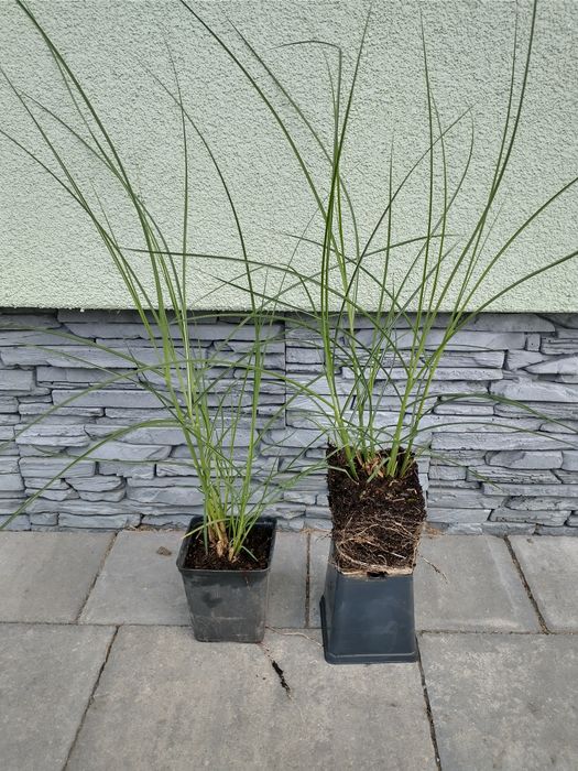 PROMOCJA Miskant chiński Silberspinne