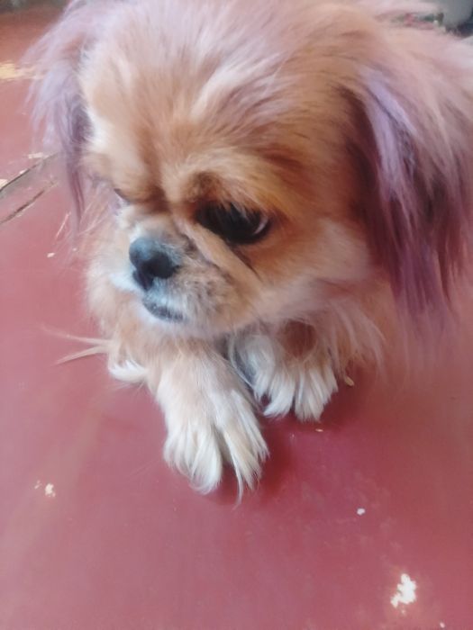 Продам собаку пікінеса сучку