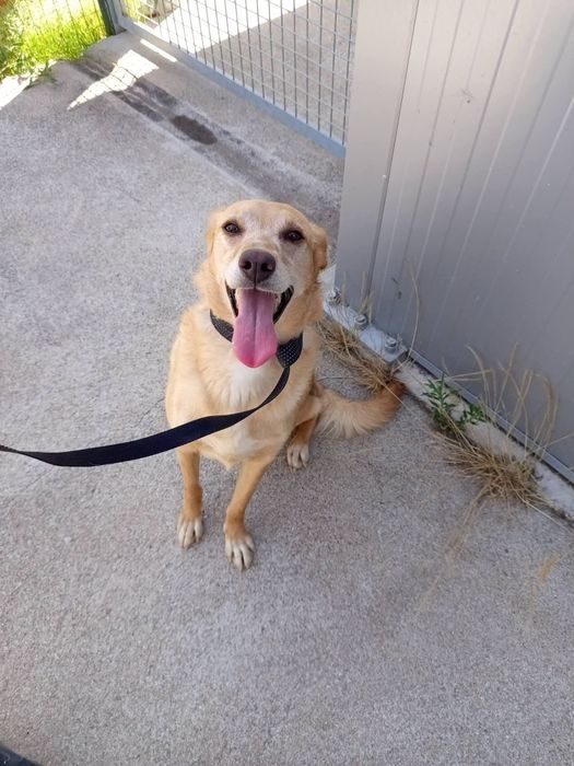 Cadelinha para adopção responsável