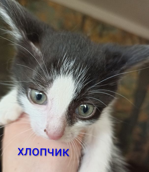 кошенята шукають родину