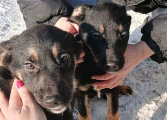 Отдам даром в добрые руки щенков