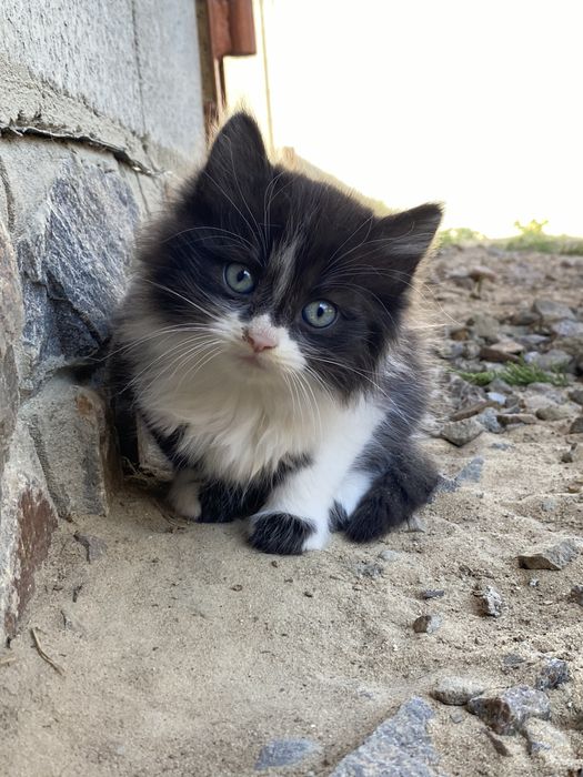 Віддам кошеня дівчинку у люблячу родину