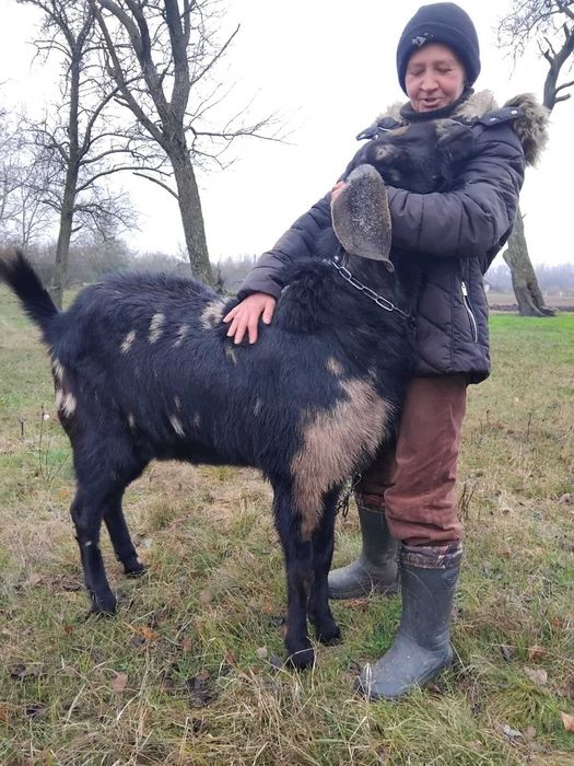 Продам козенят коморі нубійської породи