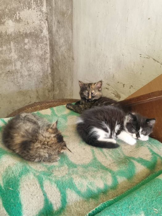 Віддаю чудових кошенят.