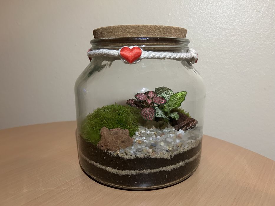 Terrários - plantas interiores