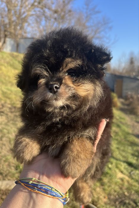 Яркий мальчик помапу