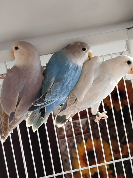 Agapórnis roseicollis