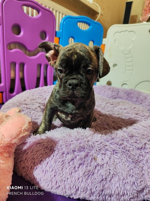 Дівчинка в тигровому забарвлені.