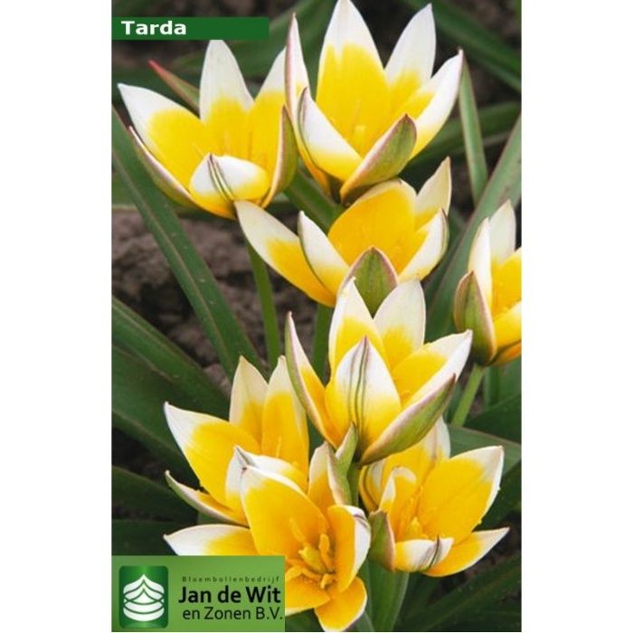 Цибулини тюльпана Островського (ботанічний)