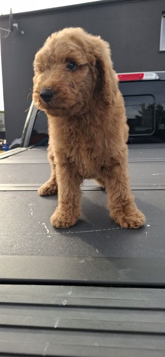 Goldendoodle f1b standard