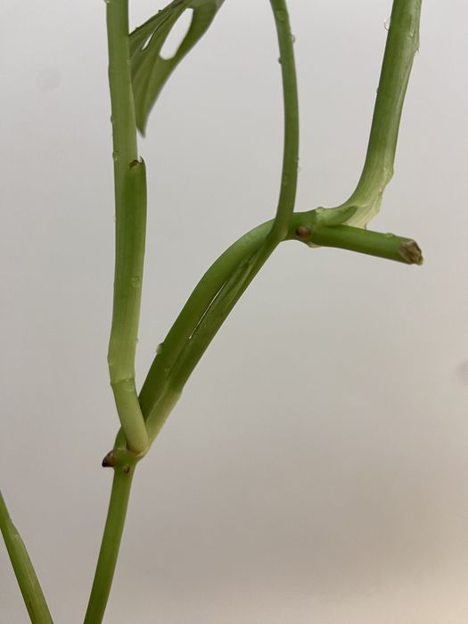 Corte de Monstera Adansonii64398414854529122