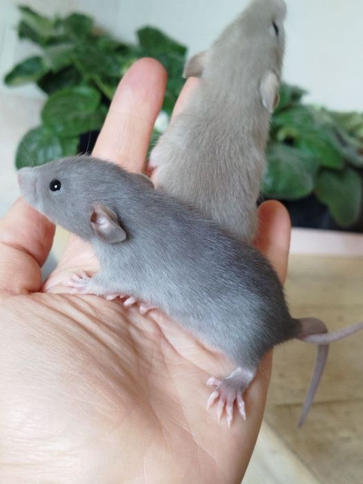 Крысенок дамбо. Девочки