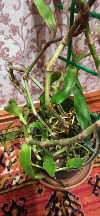 Золотий вус 3-х річний на лікування