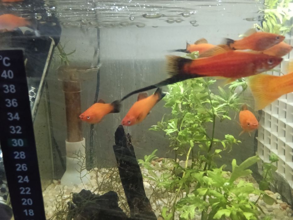 Espadas e platis vermelhos machos e fêmeas foto real.entrego na freguesia da Ajuda
