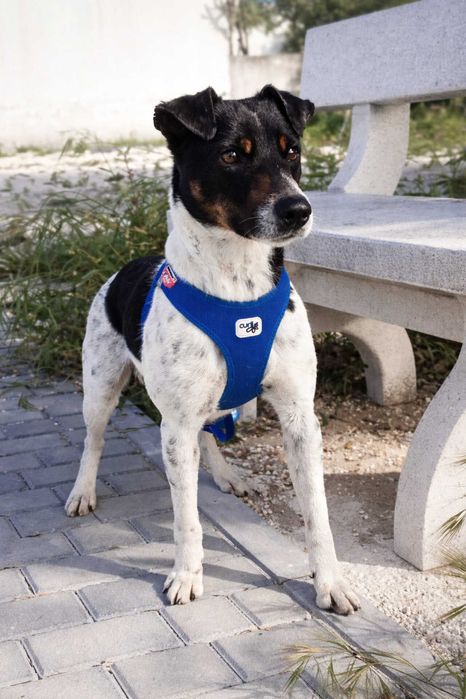 CHICO (Macho, 4 Anos) - Para Adoção