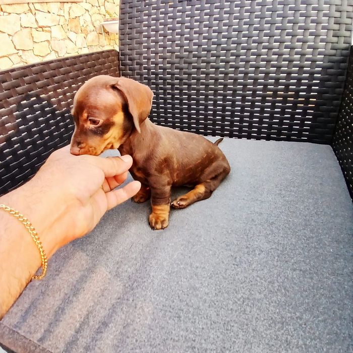 Menina teckel kaninchen top