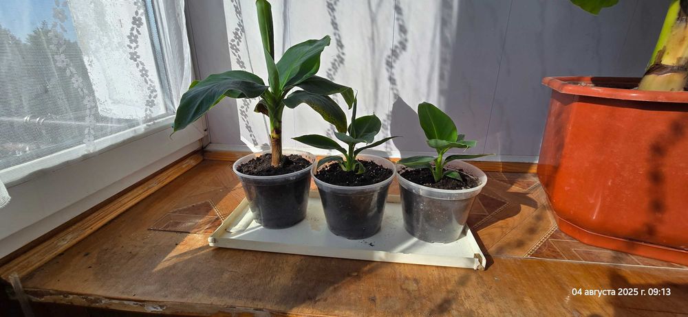 Кімнатна рослина Кімнатний банан