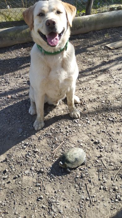 Лабрадор ретривер