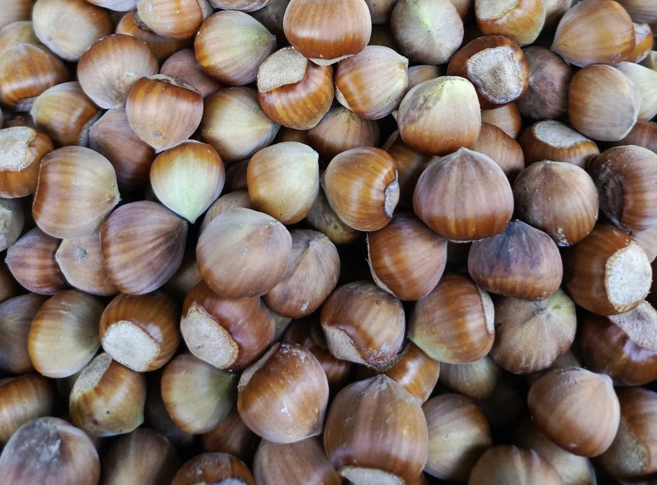 Orzechy laskowe hurt