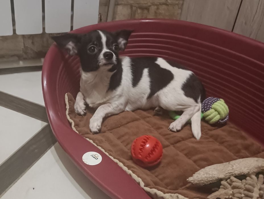 Щенки чихуахуа девочки