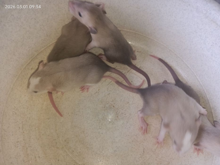 Крыски крисята милые декоративные Дамбо