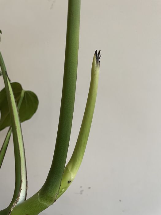 Monstera burle marx flame big form