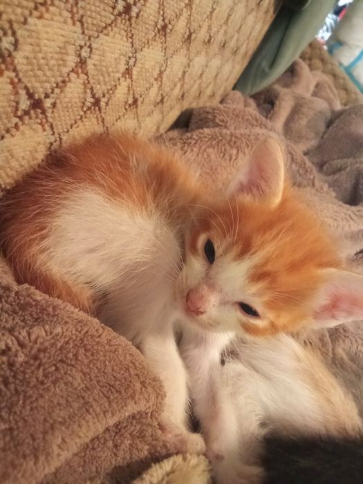 Dou 3 gatinhos pra adoção