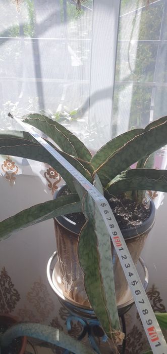 Сансевиерия Sansevieria Kirkii Silver Blue